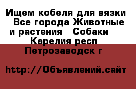 Ищем кобеля для вязки - Все города Животные и растения » Собаки   . Карелия респ.,Петрозаводск г.